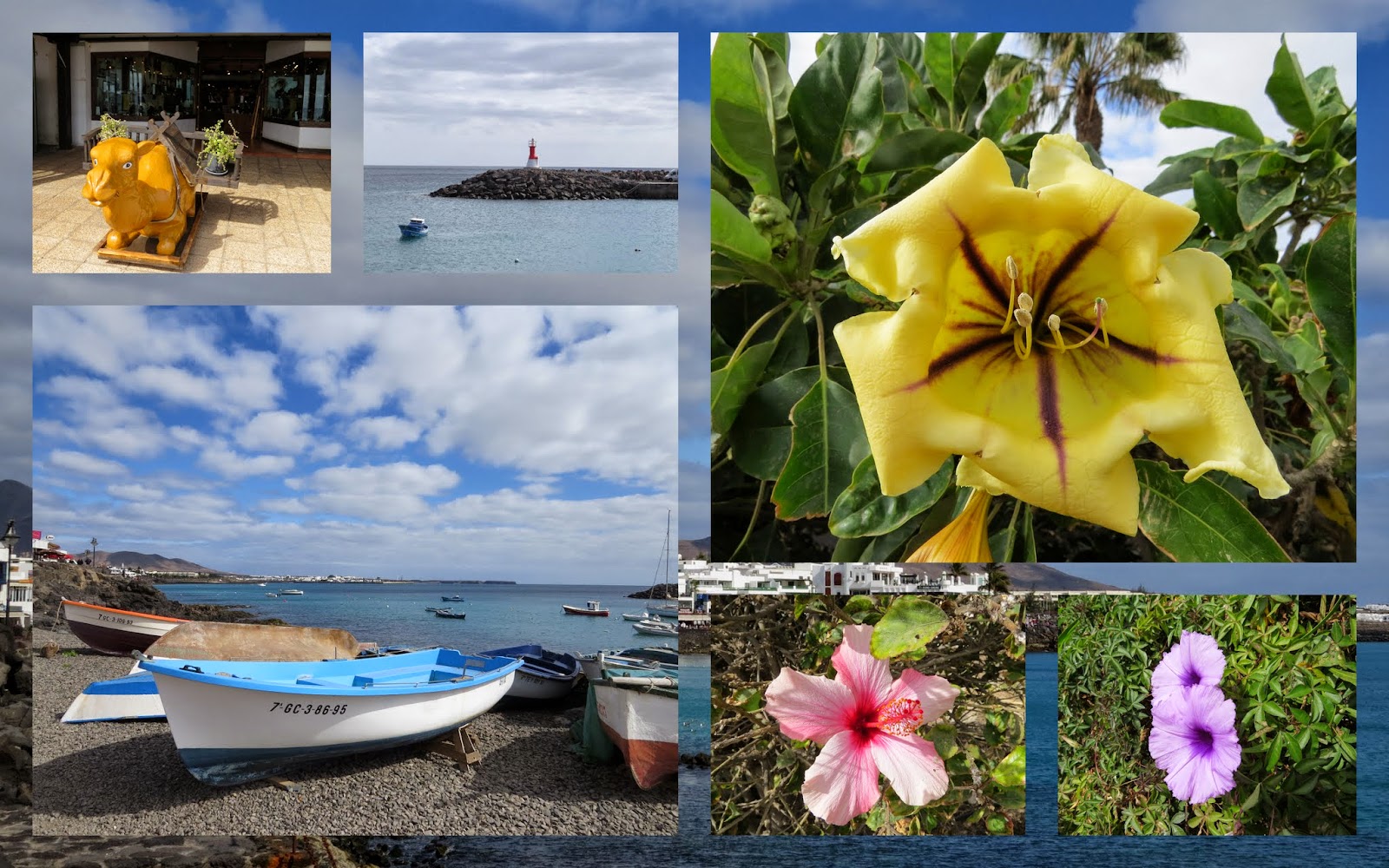What to do in Lanzarote in January: Flowers at La Playa Blanca in Lanzarote