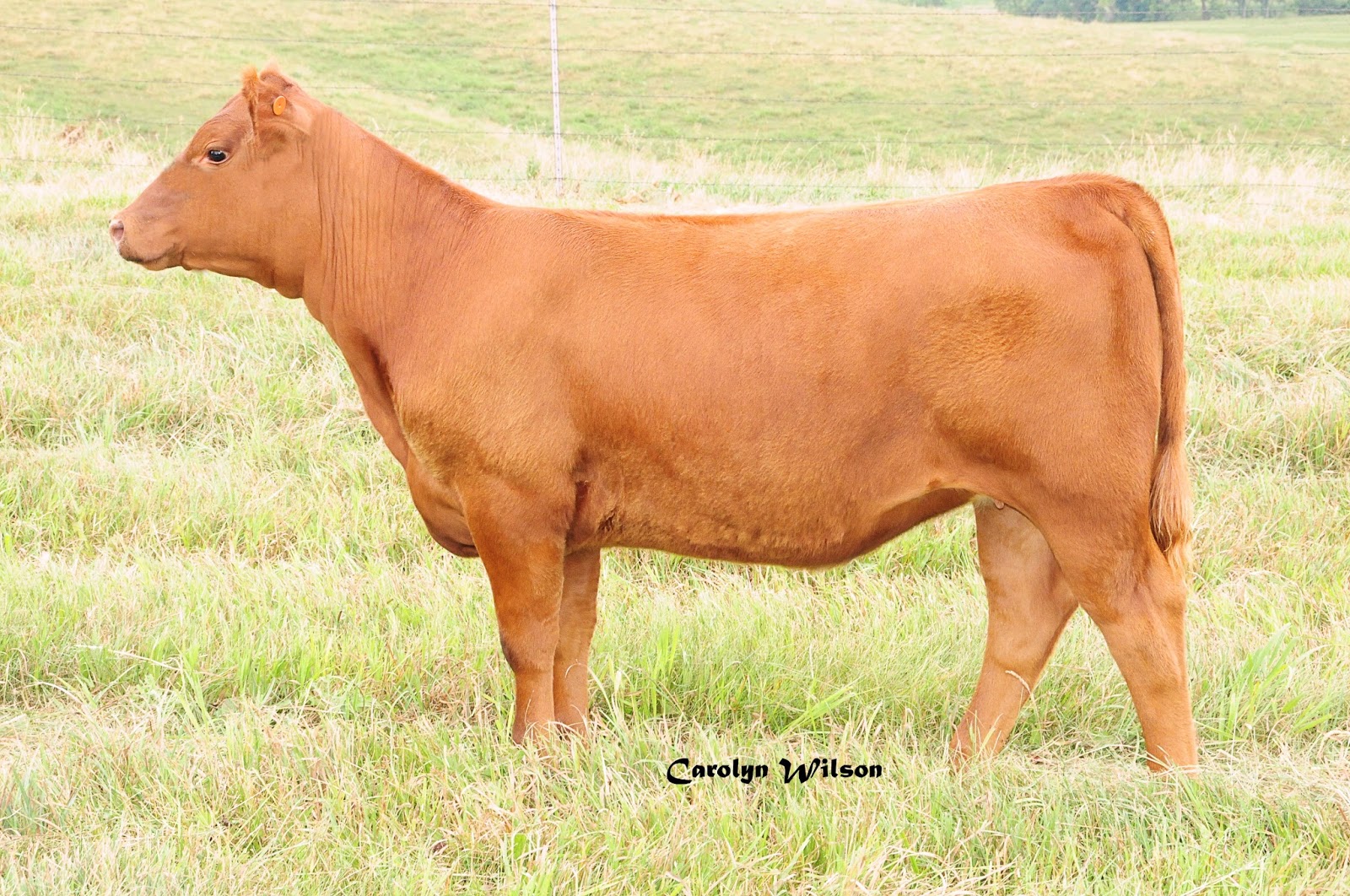 Trausch Farms For Sale!!! PB Red Angus Heifers