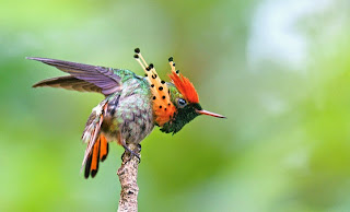 https://bio-orbis.blogspot.com/2014/05/beija-flores-em-expansao.html