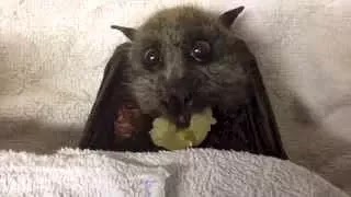 Летучая мышь ест виноград