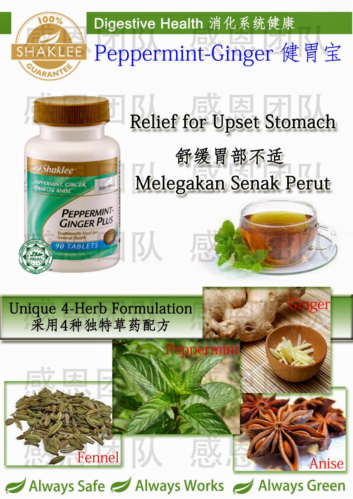 嘉康利营养天地 Shaklee PeppermintGinger Plus健胃宝