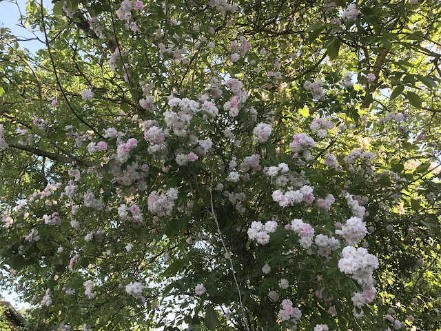 Paul's Himalayan Musk (c) by Joachim Wenk Paul's Himalayan Musk (c) by Joachim Wenk