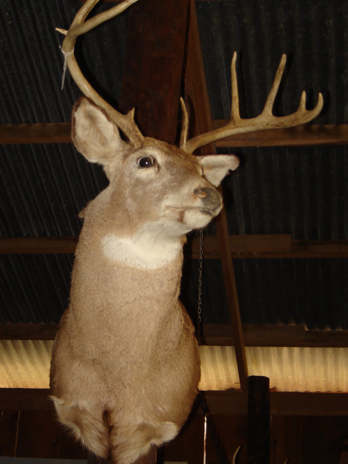 Gresham Barn Sale Deers for Your Dears!