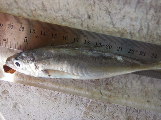 marinespe Trachurus mediterraneus / ΑΣΠΡΟΣΑΥΡΙΔΟ