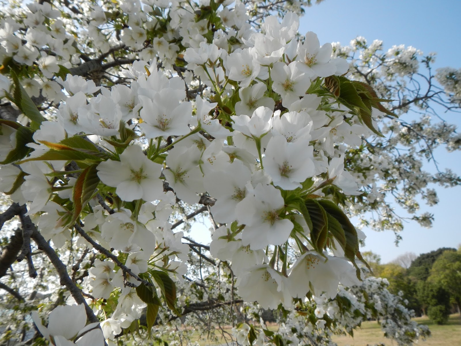 2 つの重みと 2 つのメジャー