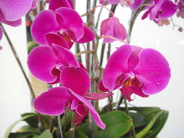 Pink Moon Orchid (Phalaenopsis amabilis)