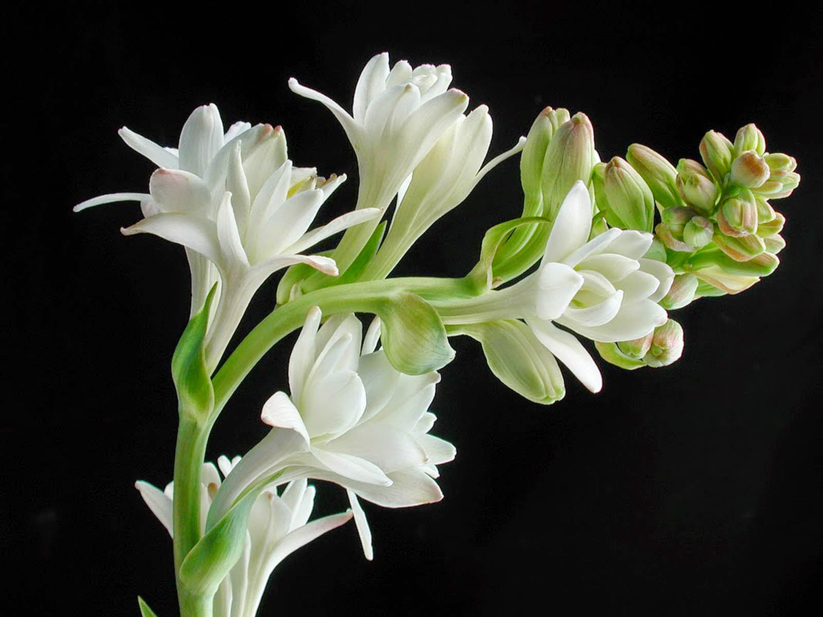 HD Wallpapers TubeRose Flower Photos And Wallpapers
