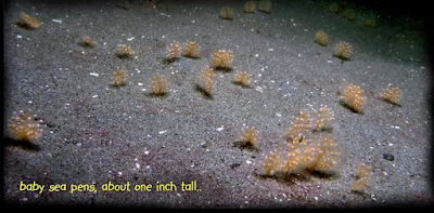 A view of the sea bottom with baby sea pens, each about one inch in height. 
