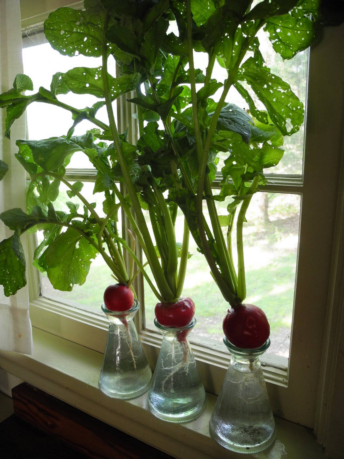 Овощи выращивание в домашних условиях