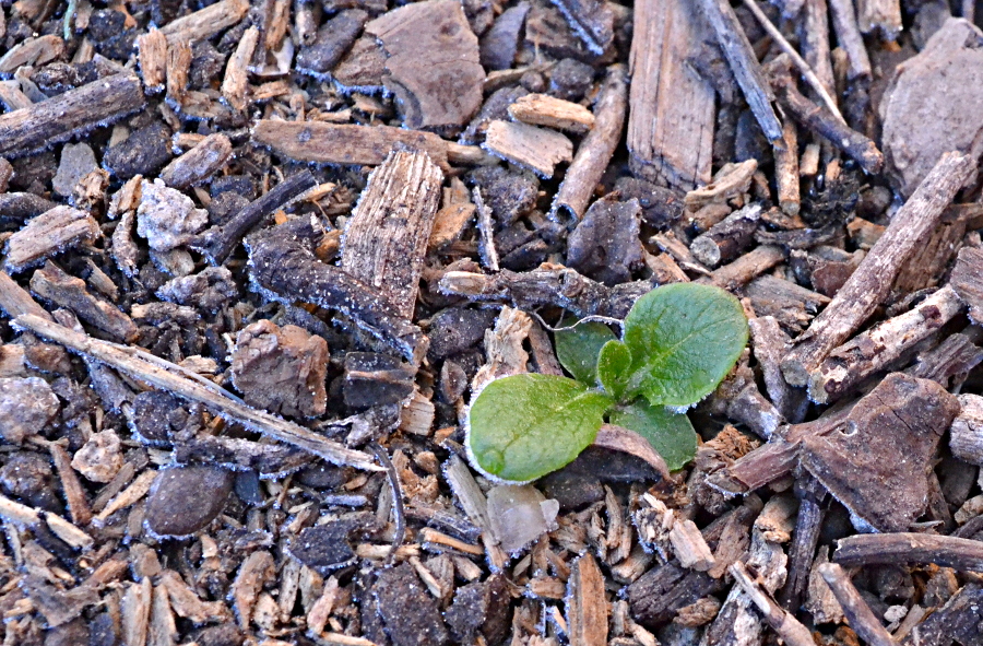 Lazy Gardening NoTool Frost Cover Supports for Tender Landscape Plants