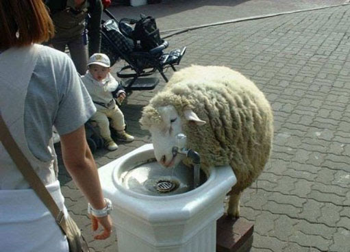Photo : 喉が渇いた羊