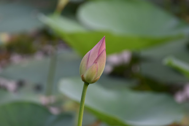 Bangla Lotus or Padma Flower