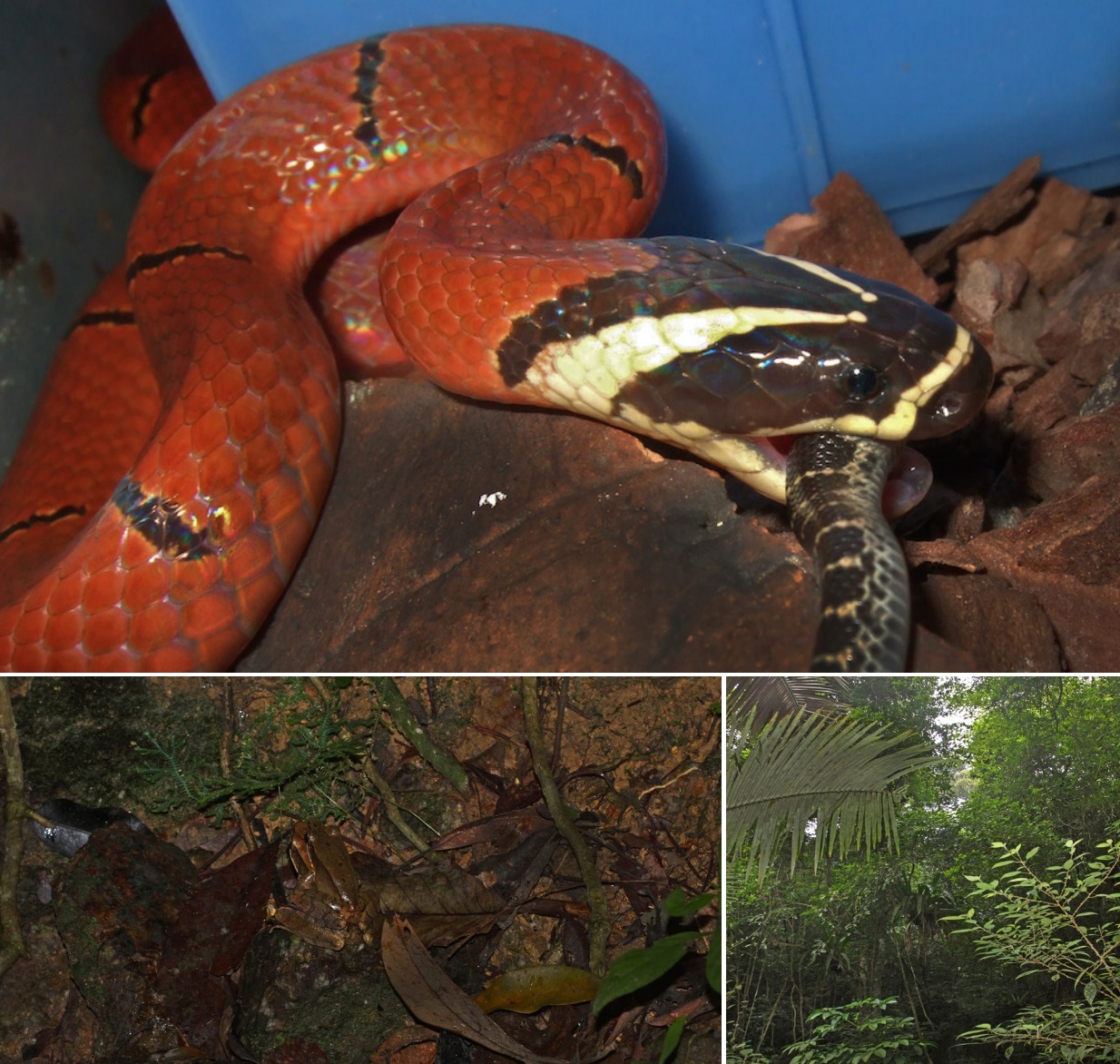 Species New to Science [Herpetology • 2018] Sinomicrurus houi • A New