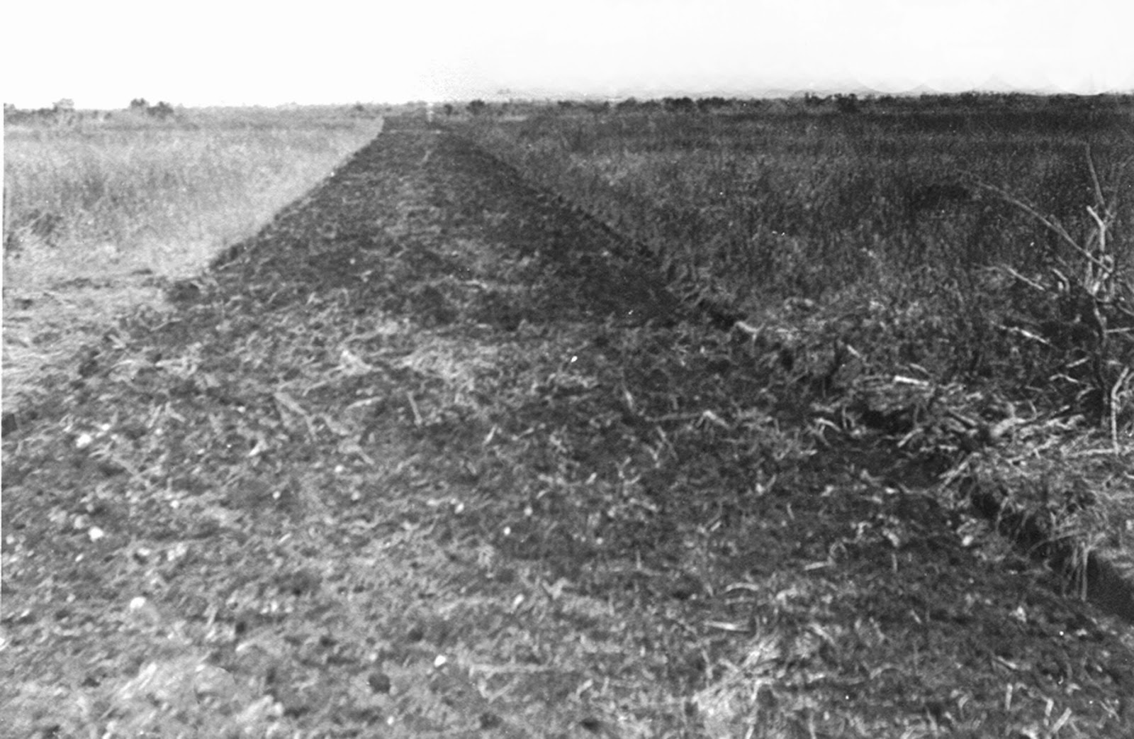 The First Tree Was Planted in 1927 Flamingo Gardens