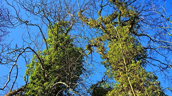 Cladoptosis or self pruning trees can suffer stress from climbing vines that create conditions for a tree to shed limbs