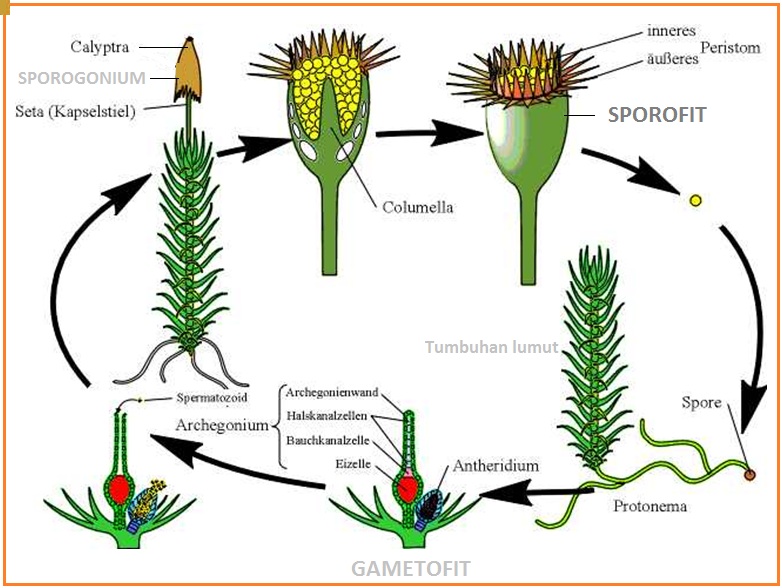Gambar Biologi Gonzaga Test Kingdom Plantae 01 Gambar Daur Hidup Jagung