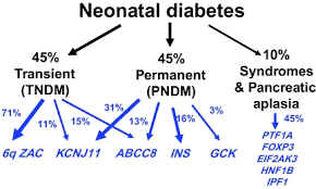 diabetes neonatal del cromosoma 6q24 diabetes neonatal del cromosoma 6q24