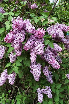 lilac bush loaded with purple blooms