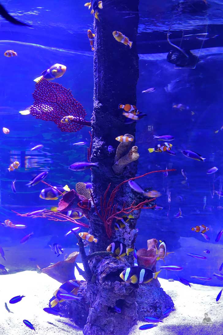 jakarta aquarium neo soho