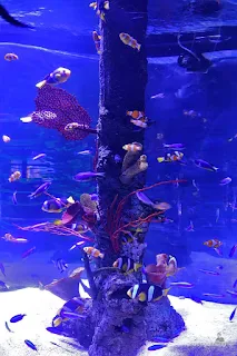 jakarta aquarium neo soho