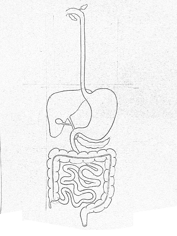 DRAW IT NEAT : How to draw human digestive system