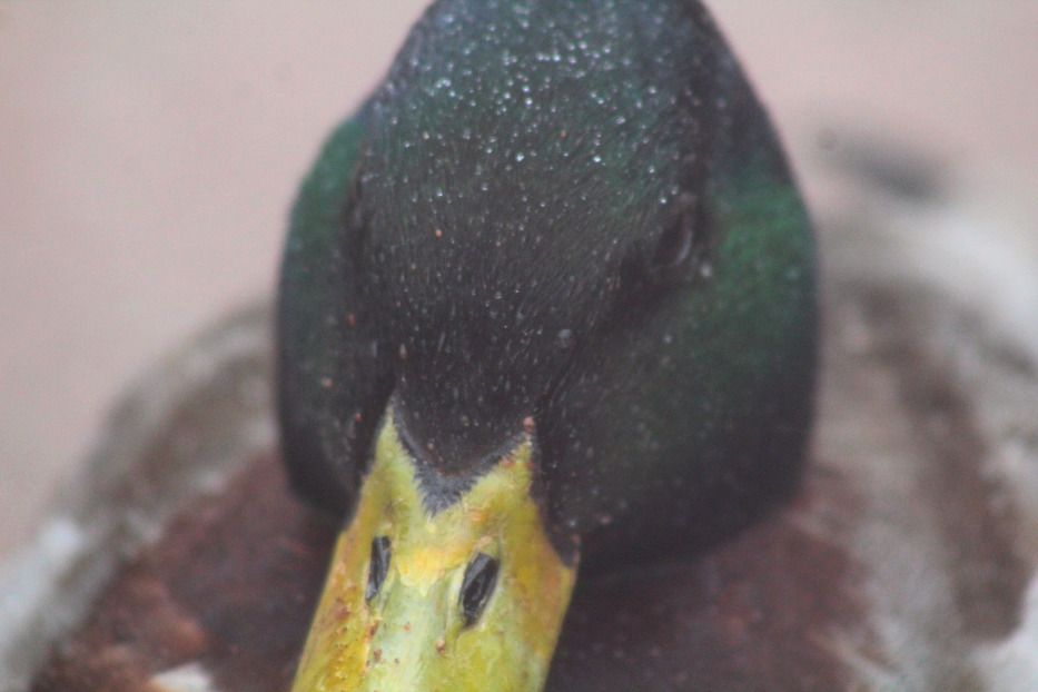 A duck's beak in close-up