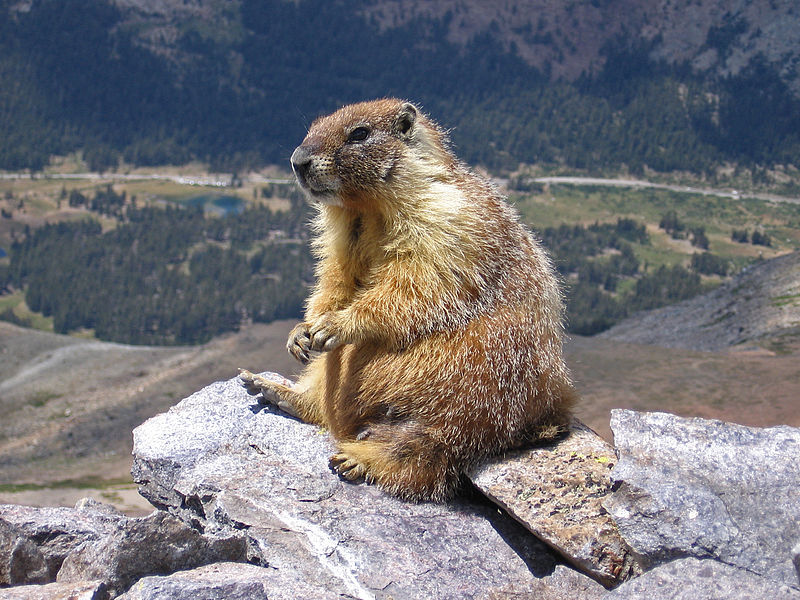 Mammals Animals: Marmot