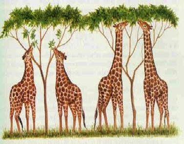 Mecanismo da evolução Mecanismo da evolução