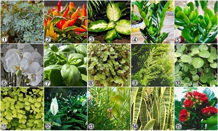 Cantinho verde - horta e jardim: 15 Plantas que atraem sorte e prosperidade