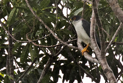 pied Goshawk