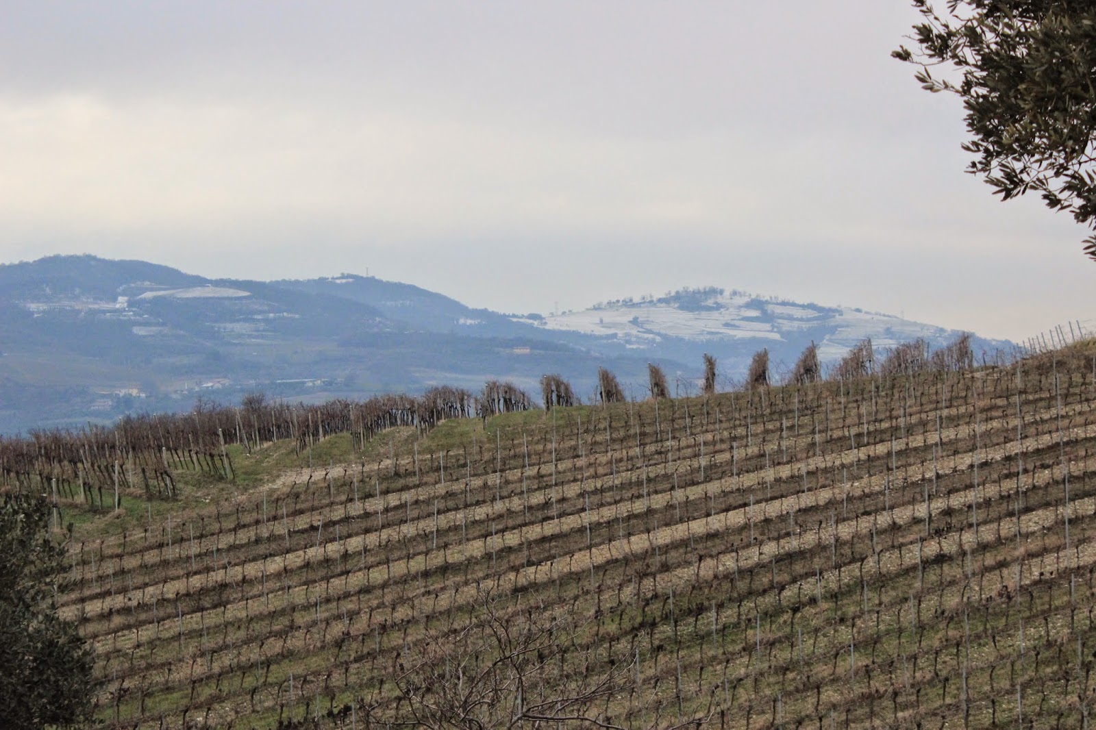 Vineyards of Corte Sant'Alda