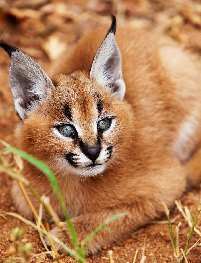 Beautiful Pictures Of Baby Caracals, One Of The Most Gorgeous Cat Species Ever