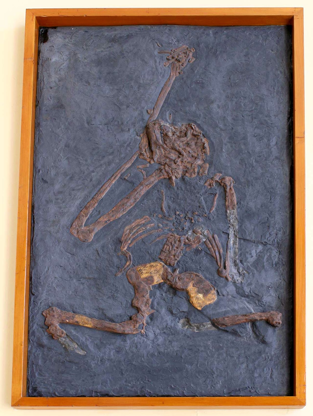 Louisville Fossils and Beyond Oreopithecus bambolii Fossil