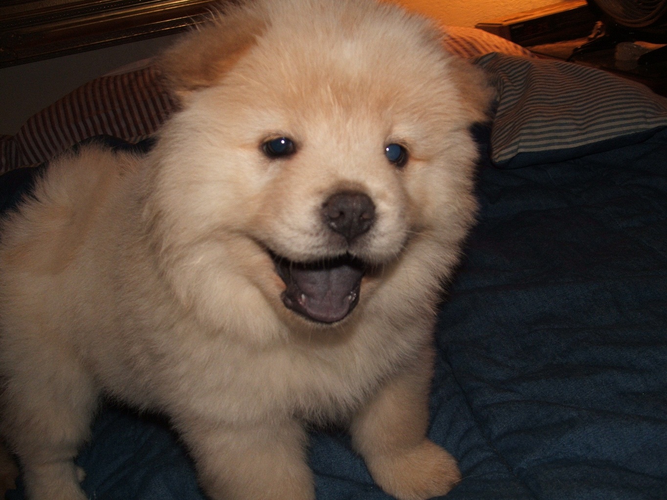 Chow Chow Puppy Dog for sale near In Portugal