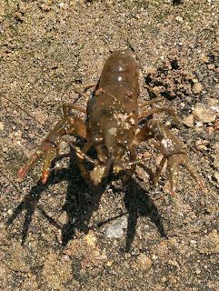 crayfish on sandy soil with claws raised