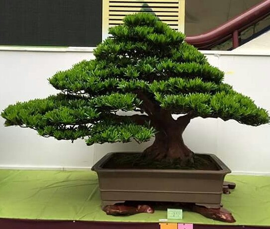 Membentuk dan Mendesain Bonsai Lohansung