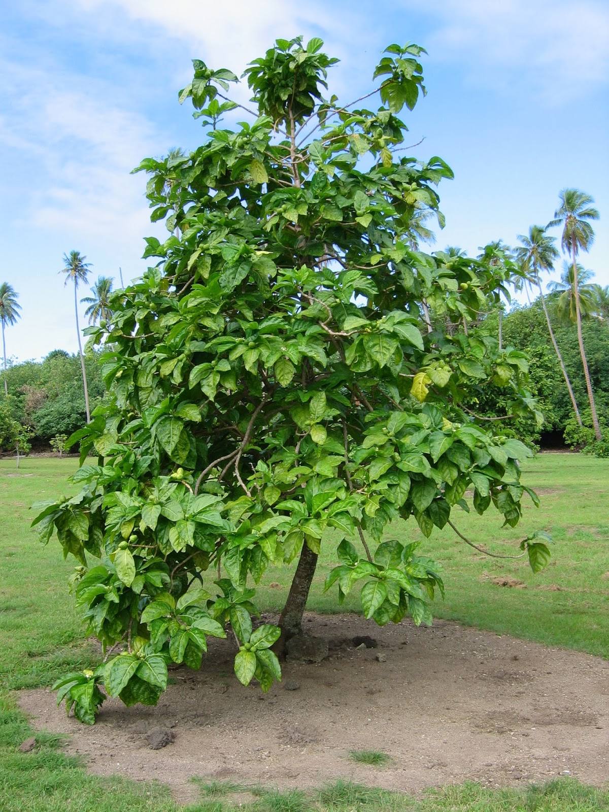 Noni y sus beneficios para la salud Temas de Interés