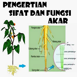 Pengertian Sifat Dan Fungsi Akar Bagian Serta Jenis Akar