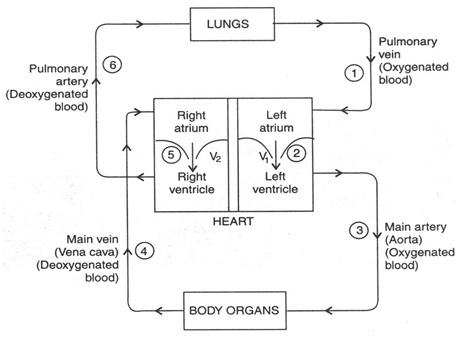 How blood flows in heart - मानव परिसंचरण तंत्र | वाहिका तंत्र : संरचना, कार्य और तथ्य