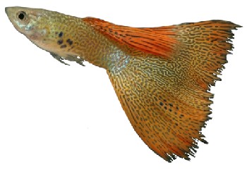 Peixe Guppy (Poecilia reticulata) Peixe Guppy (Poecilia reticulata)