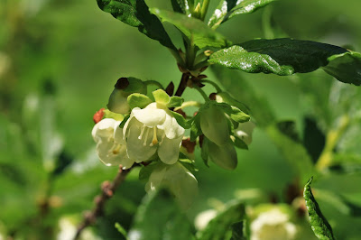  Rhododendron albiflorum (White-Flowered Rhododendron, Cascade Azalea)