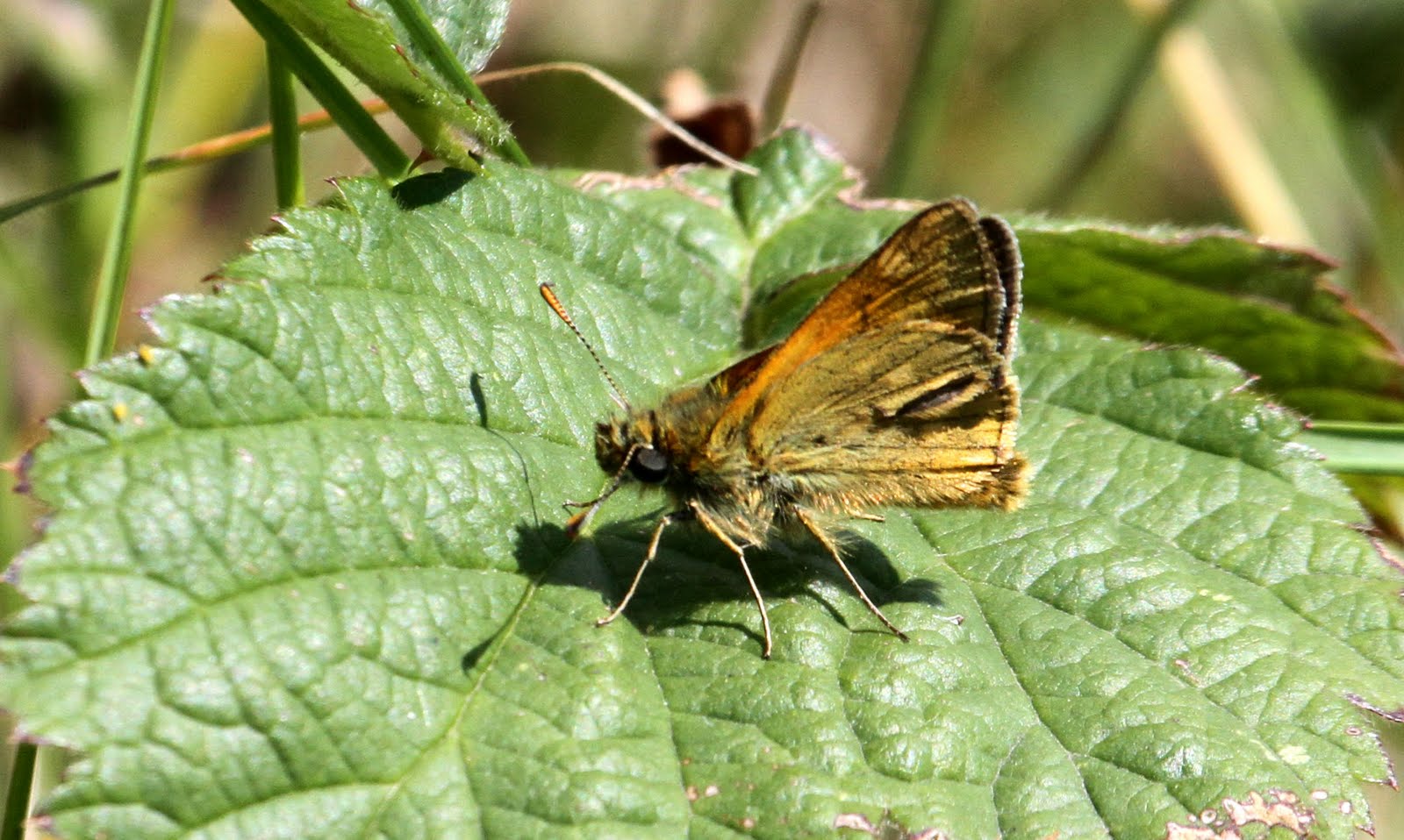 Birding with Flowers Brownfield Lifer