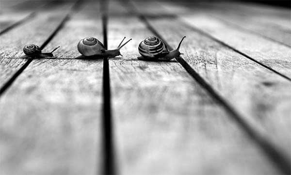 Resultado de imagen para blanco y negro naturaleza