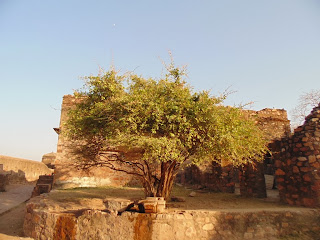 Henna tree