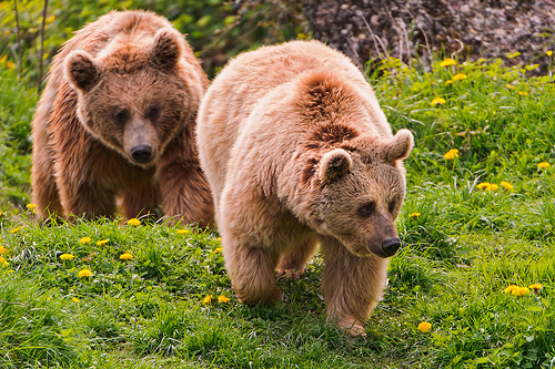 two-bears.jpg