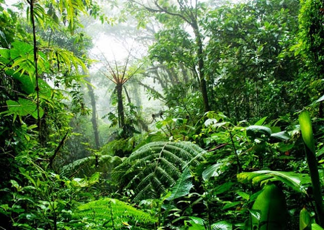 Ötszáz hektár dzsungelt teremtett egyedül az indiai férfi