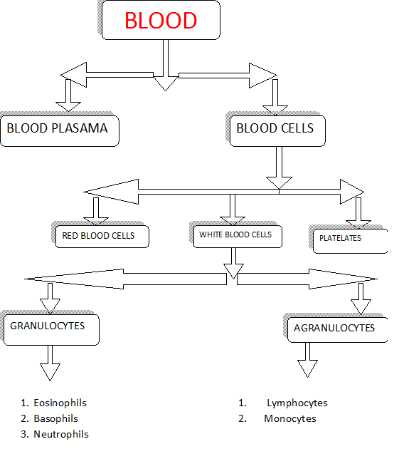 White Blood Cell Flow Chart
