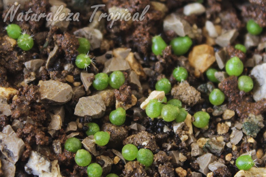 Otro semillero nuestro de cactus del género Parodia