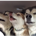 Alaskan malamutes on their way to get groomed start singing the song of their people