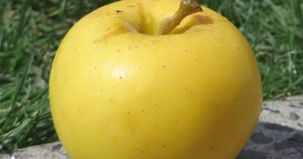 golden supreme apple